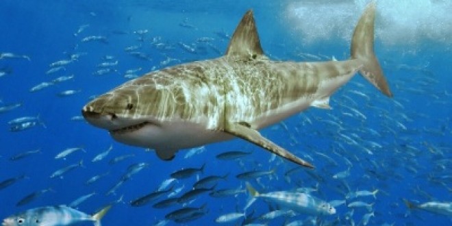 Les requins blancs attaquent la chaine MCM